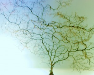 Arbres